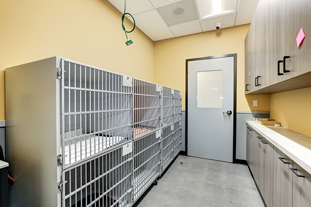 Center for Veterinary Dentistry and Oral Surgery